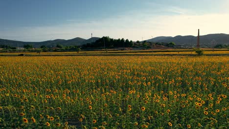 Car-drives-through-sunflower-fields