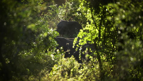 Ein-Elefant,-Der-Sich-In-Einer-Weitwinkelaufnahme-Durch-Den-Afrikanischen-Busch-Bewegt,-Wunderschön-Eingerahmt-Von-Einer-Dichten-Grünen-Blattlandschaft-In-Einem-Sanften-Sonnenaufgangs--Und-Sonnenuntergangslicht