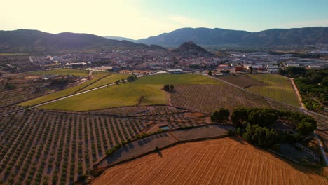 Drone-flies-over-sunflower-fields-in-Castalla,-Alicante,-Spain