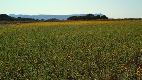 Drone-flies-over-sunflower-fields