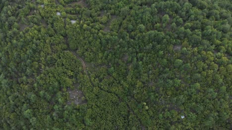 Video-De-Drones-Volando-Sobre-Un-Verde-Bosque-Denso-Vegetación-Caminos-De-Tierra