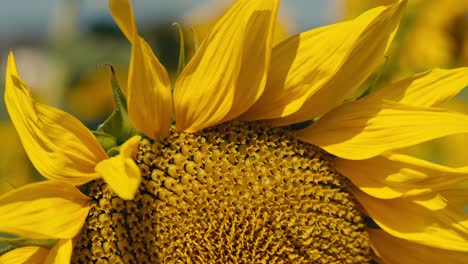 Makroaufnahme-Einer-Sonnenblume-Mit-Sonnenblumenkernen