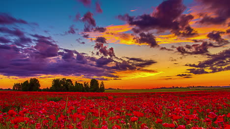 Endless-red-poppy-field-and-vibrant-sunset-sky-with-clouds,-fusion-time-lapse