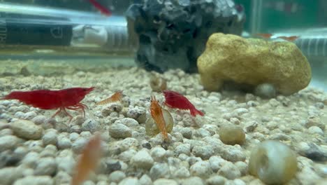 A-few-red-cherry-shrimp-in-an-aquarium