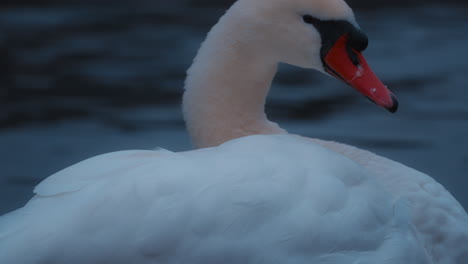 Get-an-intimate-look-at-the-grace-and-beauty-of-a-sleeping-swan-in-this-close-up-stock-video-from-Lake-Thun-in-Switzerland-on-a-cloudy-day