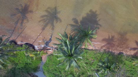 Kokospalmenschatten-Am-Meer