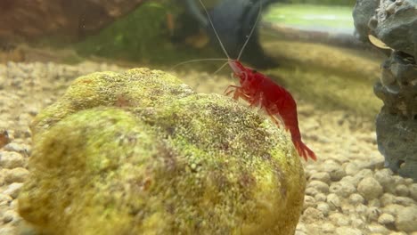 A-red-cherry-shrimp-on-a-rock-inside-an-aquarium