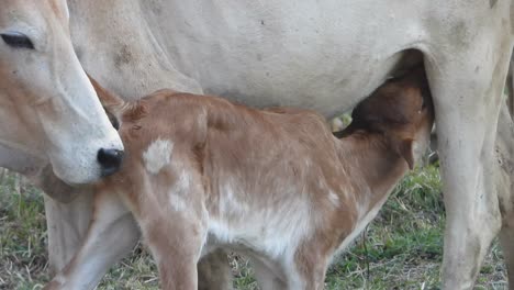 Baby-cow-drinking-milk-in-her-mom-