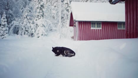 Alaskan-Malamute-Hund-Liegt-Auf-Dem-Boden,-Bedeckt-Mit-Dickem-Neuschnee