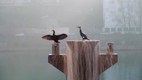 Great-Cormorant-drying-its-wings-with-rowers-passing-in-the-back,-in-Lyon,-France
