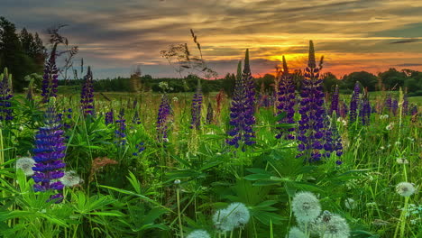 Beautiful-panorama-rural-landscape-with-sunrise-and-blossoming-meadow,-fusion-time-lapse