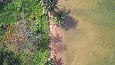 Küste-Mit-Kokospalmen