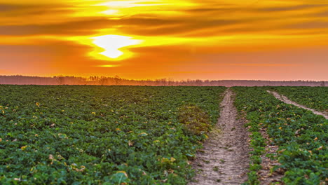 Bright-golden-sunrise-above-green-agriculture-field,-fusion-time-lapse