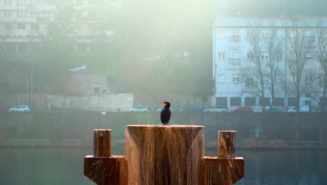 Great-Cormorant-waiting-for-the-day-to-start