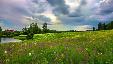 Wild-flowers-blooming-in-green-meadow-with-moving-cloudscape-above,-fusion-time-lapse