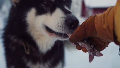 Die-Hand-Eines-Mannes-Füttert-Den-Alaskan-Malamute-Hund-Mit-Frischem-Fisch