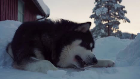 Hund-Der-Rasse-Alaskan-Malamute,-Der-Rohen-Fisch-In-Der-Winterlandschaft-Isst