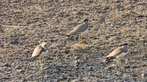 Yellow---wattled-lapwing-in-pond-area-