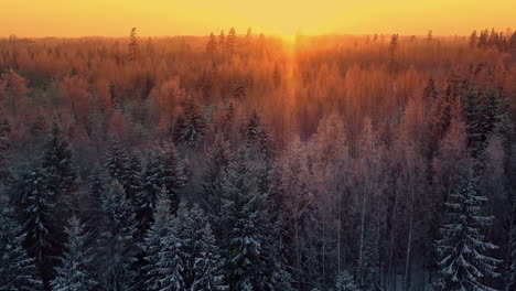 Winter-landscape-and-forest-with-golden-sunset-in-horizon,-aerial-drone-view