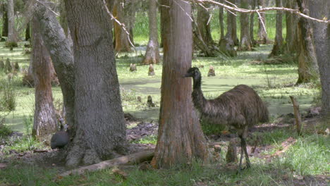 Un-Emú-Caminando-En-Un-Bosque