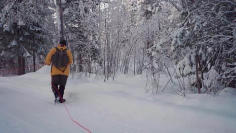 El-Hombre-Está-Caminando-Con-Malamute-De-Alaska-En-El-Bosque-Bajo-Una-Manta-De-Nieve