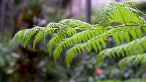 Wunderschöne-Grüne-Blätter,-Die-Im-Wind-Im-Tropischen-Dschungel-Regenwald-In-Portugal-Wehen