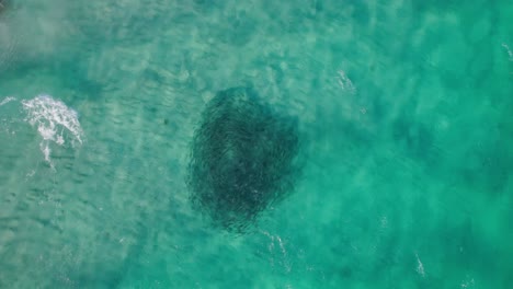 top-down-aerial-of-bait-ball-or-school-of-fish-circling-in-clear-turquoise-water