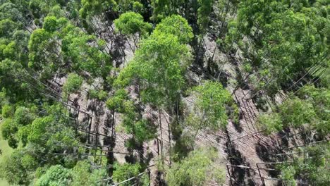 Eukalyptuswald-Auf-Dem-Land-Landschaft-In-Ländlicher-Szene-Landschaft