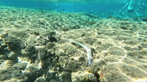 Moray-eel-and-tropical-fish-in-a-coral-reef-in-the-Red-Sea---snorkeling-point-of-view