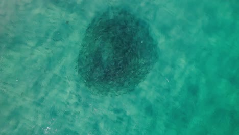 Close-up-top-down-aerial-of-bait-ball-or-school-of-fish-circling-in-clear-turquoise-water