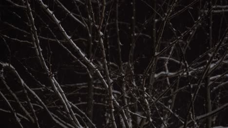 Snow-covers-tree-branches-at-winter-night,-copy-space-with-dark-sky-background,-mysterious-theme