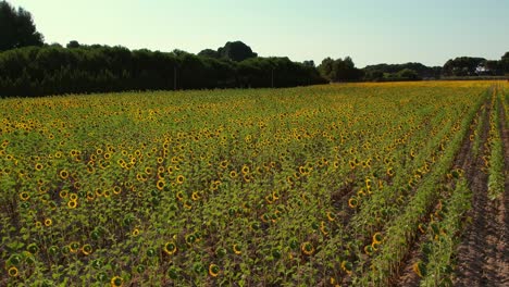 Drone-flies-over-sunflower-fields