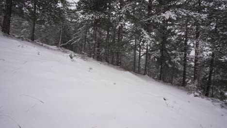 Forest-with-pine-trees-on-snow-wide-panoramic-shot,-white-background-in-winter