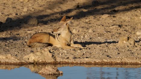 A-black-backed-jackal-rests-at-a-watering-hole-in-the-savannah-of-South-Africa