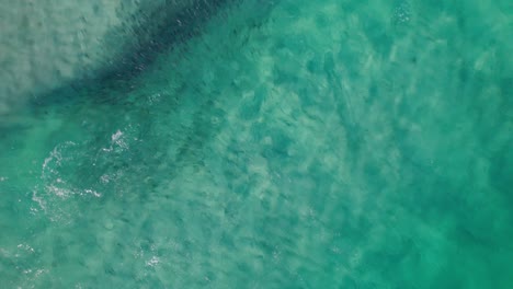 Fischschwarm,-Köderball-Im-Seichten-Türkisfarbenen-Wasser-In-Dunsborough,-Westaustralien