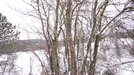 Trockene,-Blattlose-Büsche-Auf-Winterlichem-Hintergrund-Mit-Hügeln,-Die-Mit-Weißem-Schnee-Bedeckt-Sind,-Neigungsaufnahme