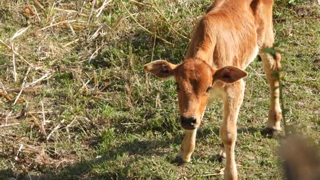 Baby-Lamm-Kuh,-Die-Gras-Frisst