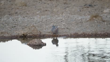 Solitary-Cape-turtle-dove-drinks-from-waterhole-and-flies-away