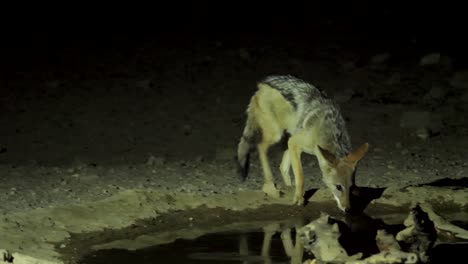 A-black-backed-jackal-prowls-around-a-watering-hole-at-night-in-the-south-african-savannah