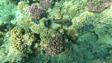 Tropische-Fische-In-Der-Nähe-Der-Korallen-Im-Roten-Meer---Schnorchelperspektive