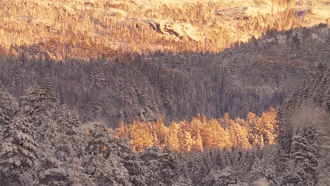 Schattiger-Wald-Auf-Dem-Berg-Mit-Dichten-Nadelbäumen