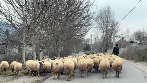 Goat-on-the-road-old-shepherd-herding-the-flocks-grazing-in-side-road-mountain-climate-winter-season-sheep-animal-mammal-group-are-walking-on-the-rural-road-in-highland-town-north-of-Iran-middle-east