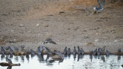Flock-of-Cape-turtle-doves-come-and-go-from-waterhole-in-Kalahari