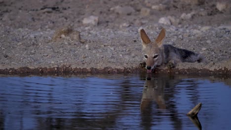 Black-backed-jackal-lies-and-drinks-from-waterhole-at-dusk-in-savannah-of-South-Africa