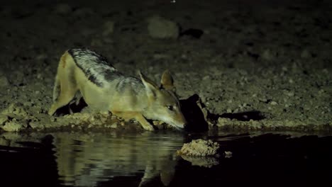 Ein-Schüchterner-Schabrackenschakal-Kommt-Nachts-An-Ein-Wasserloch-In-Der-Südafrikanischen-Savanne,-Um-Zu-Trinken