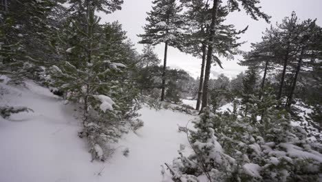 Wild-forest-with-pine-trees-covered-in-white-snow-at-winter,-mountain-landscape-on-a-cold-day