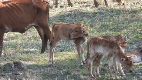 Hermosas-Vacas-De-Cordero-Bebé-En-El-Suelo-Relajante---Jugando