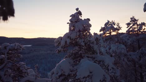 Snow-Blanket-Tree-Forest-During-Sunset-In-Winter-Mountain