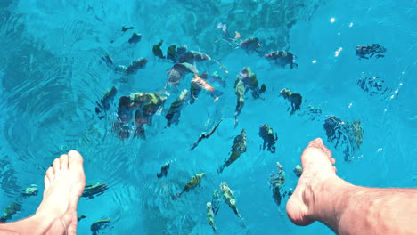 Feeding-scraps-to-the-fish-in-the-crystal-clear-waters-of-the-Red-Sea