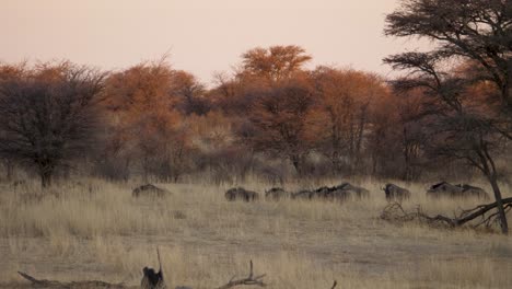 Eine-Herde-Streifengnu-Gnus-Läuft-In-Der-Abenddämmerung-Durch-Hohes,-Trockenes-Gras-In-Der-Südafrikanischen-Savanne